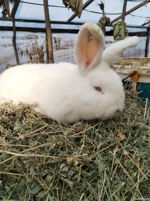 iepuri neozeelandez  - imagine 4