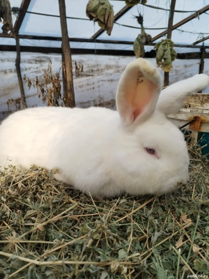 iepuri neozeelandez  - imagine 3