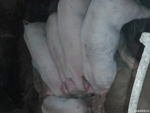 Purcei 8 săptămâni 4 F, 4 M 350 bcatab