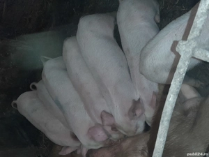 Purcei 8 săptămâni 4 F, 4 M 350 bcatab - imagine 2