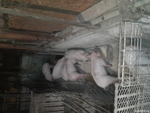 Purcei 8 săptămâni 4 F, 4 M 350 bcatab - imagine 4