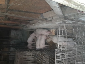 Purcei 8 săptămâni 4 F, 4 M 350 bcatab - imagine 3