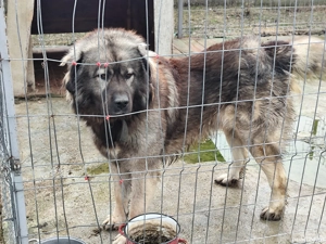 Vand ciobanesc caucazian din tata campion
