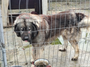 Vand ciobanesc caucazian din tata campion - imagine 2