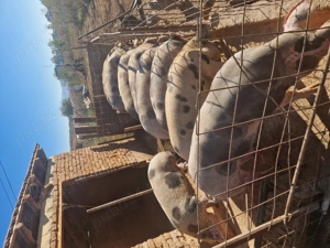 Disponibili porci de carne  - imagine 3