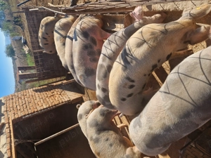 Disponibili porci de carne  - imagine 2