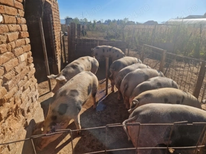 Disponibili porci de carne  - imagine 5