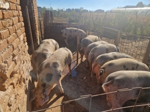 Disponibili porci de carne  - imagine 4