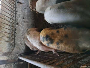 vand porci de casa