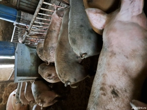 vand porci de casa - imagine 4