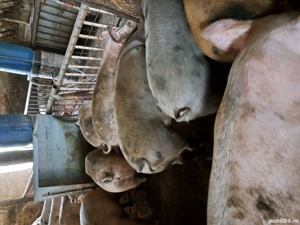 vand porci de casa - imagine 2