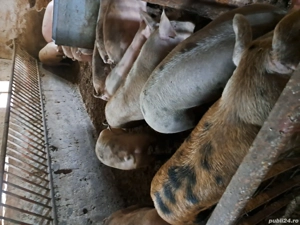 vand porci de casa - imagine 3