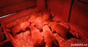 ciobănesc belgian malinois 