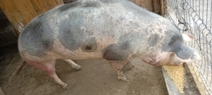 Vând scroafă 250 kg rasa de carne