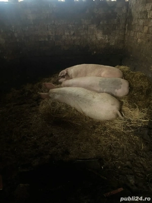 porc de vanzare 