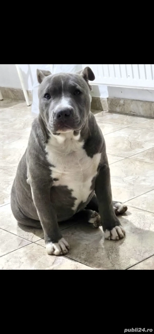 american bully 