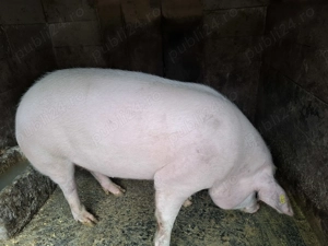 2 porci de vânzare 150-170 kg
