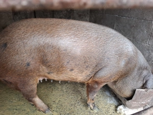 Porc de vânzare aprox 150 kg