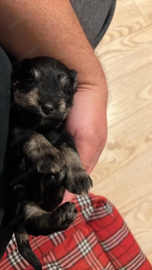 Vand Schnauzer Pitic - imagine 5