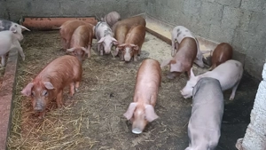 Purcei de vânzare  - imagine 2