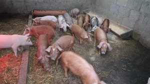 Purcei de vânzare  - imagine 3