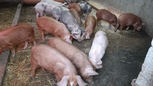 Purcei de vânzare  - imagine 4