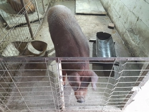 Porc Duroc de vanzare - imagine 2