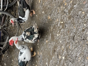 Vând rate mute.               - imagine 3