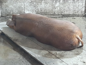 Porc Duroc de vanzare - imagine 6
