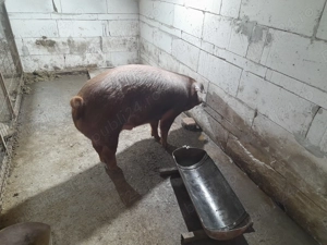 Porc Duroc de vanzare - imagine 3