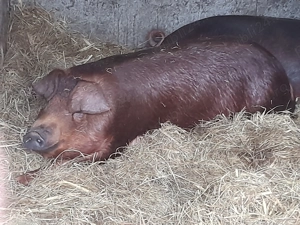 Porc Duroc de vanzare - imagine 5