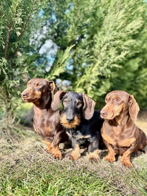 Vând cățelus Teckel