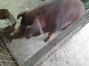 Porc Duroc de vanzare - imagine 7