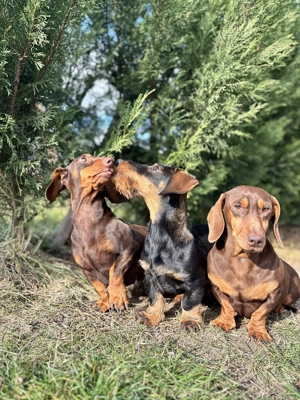 Vând cățelus Teckel - imagine 2