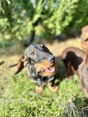 Vând cățelus Teckel - imagine 4