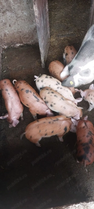 Purcei rasa duroc cu marele alb - imagine 5