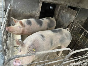 vand porci  - imagine 2