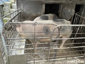 vand porci  - imagine 3