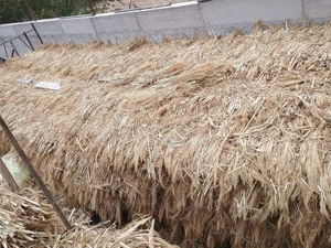 Vand maturi 2025 putin peste 10 tone