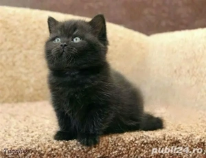 British Shorthair Black  - imagine 1