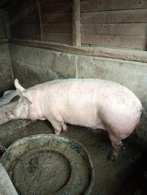 Porci de vânzare  - imagine 6