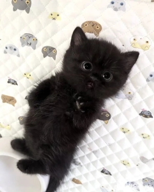 British Shortahir Black 