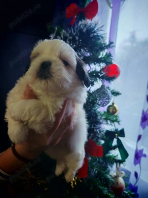 Băiețel shih-tzu își caută căsuță!