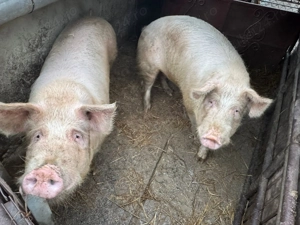 Vand porci 170-200 kg 