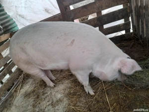 porc.        - imagine 2