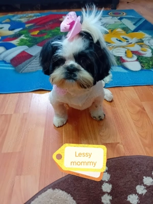 Băiețel shih-tzu își caută căsuță! - imagine 4