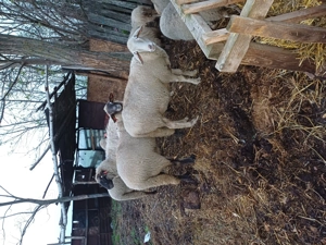 Vând oi gestante - imagine 2