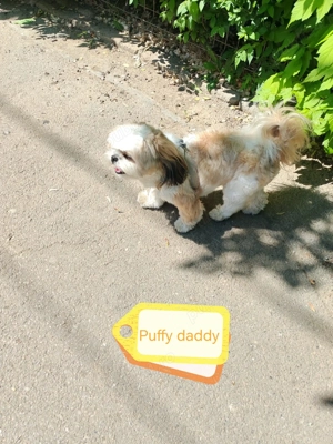 Băiețel shih-tzu își caută căsuță! - imagine 3