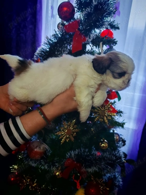 Băiețel shih-tzu își caută căsuță! - imagine 5