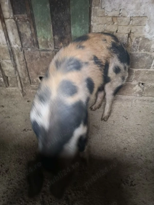 Vind porc carne 200 Kg cu 14 LEI Kg